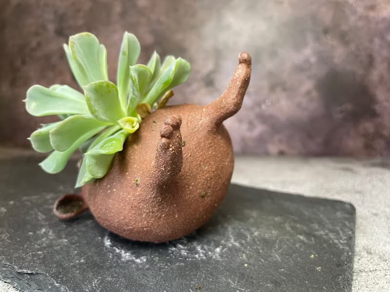 小怪獸造型多肉植物盆栽