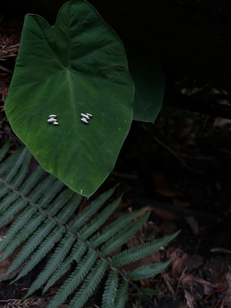 KUÂN KUÂN 綠植系列 種子堆疊耳環 純銀