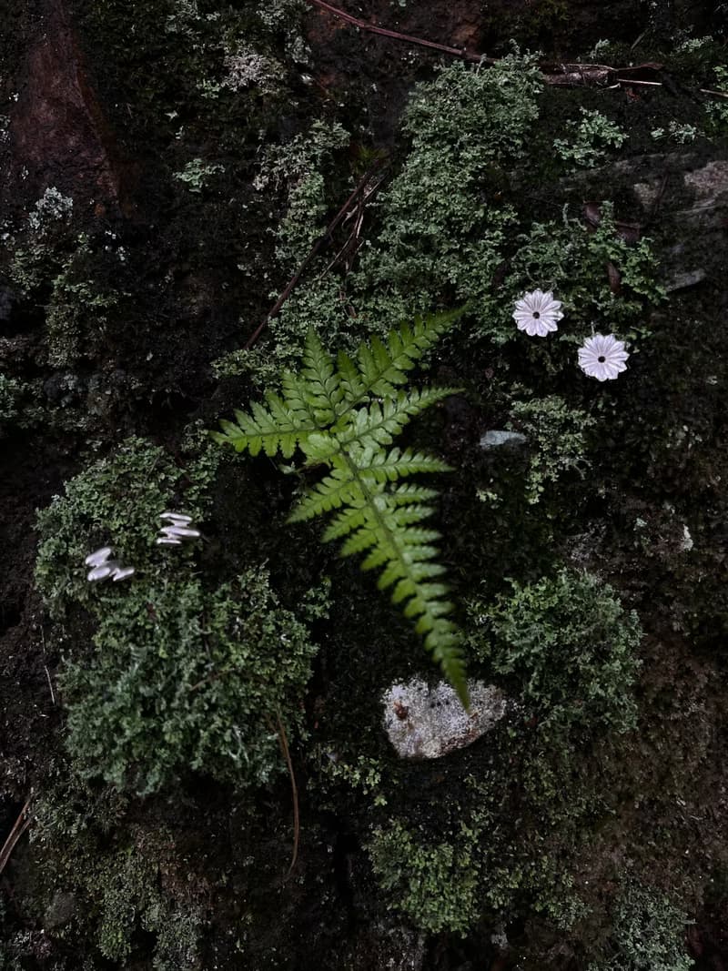 KUÂN KUÂN 綠植系列 種子堆疊耳環 純銀