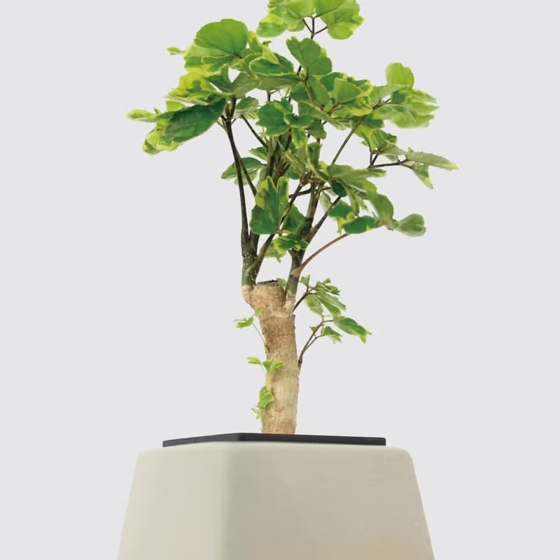 │ 方盆系列 │黃金福祿桐 - 送禮植物 辦公室 水耕植物 室內盆栽