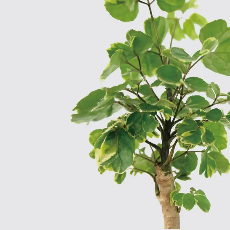 │ 方盆系列 │黃金福祿桐 - 送禮植物 辦公室 水耕植物 室內盆栽