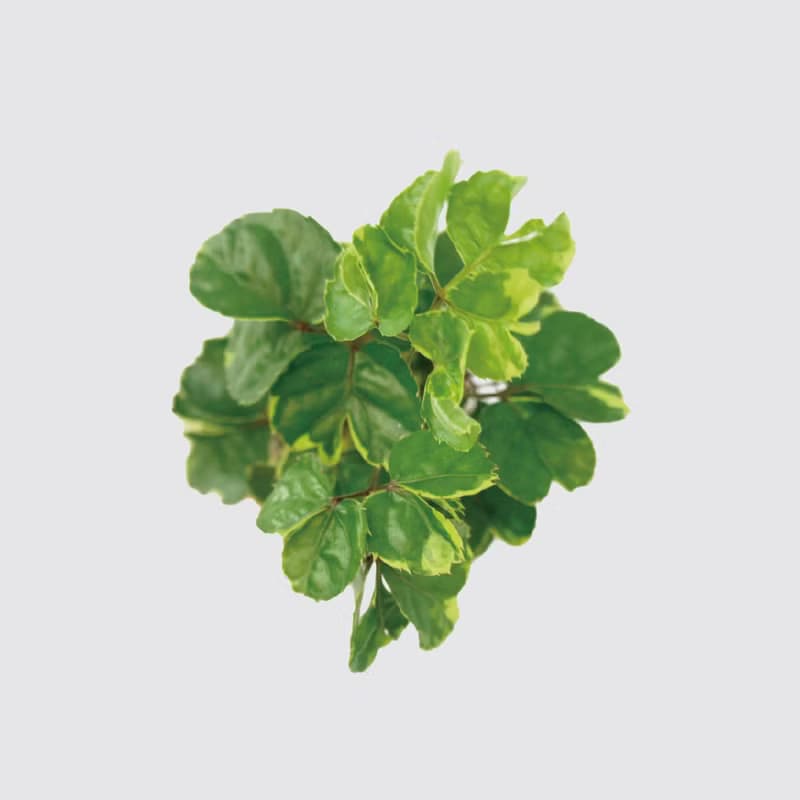 │ 方盆系列 │黃金福祿桐 - 送禮植物 辦公室 水耕植物 室內盆栽