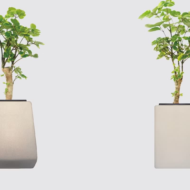 │ 方盆系列 │黃金福祿桐 - 送禮植物 辦公室 水耕植物 室內盆栽
