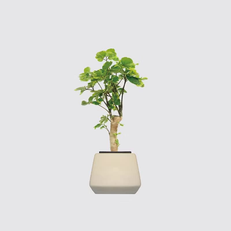 │ 方盆系列 │黃金福祿桐 - 送禮植物 辦公室 水耕植物 室內盆栽