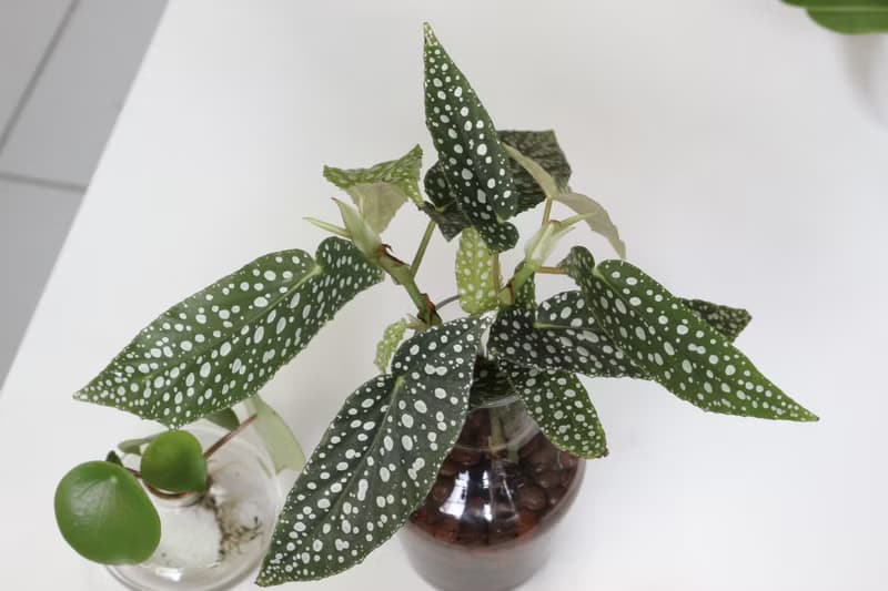 水培植栽│白冰秋海棠_室內植物 辦公室盆栽 店內擺設 送禮