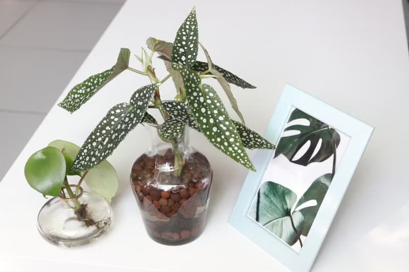 水培植栽│白冰秋海棠_室內植物 辦公室盆栽 店內擺設 送禮