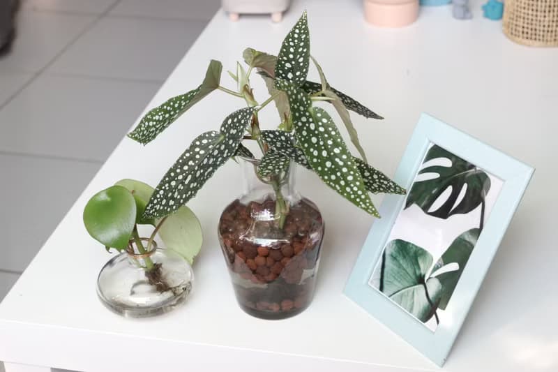 水培植栽│白冰秋海棠_室內植物 辦公室盆栽 店內擺設 送禮