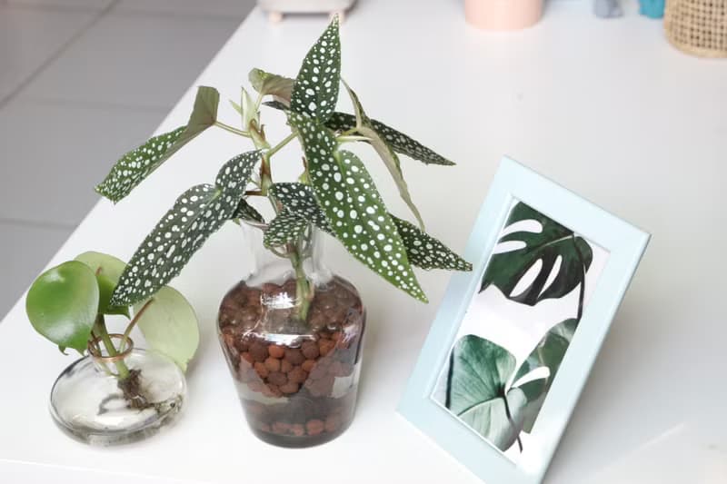 水培植栽│白冰秋海棠_室內植物 辦公室盆栽 店內擺設 送禮