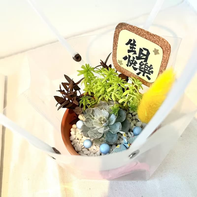 伊布 寶可夢 開幕送禮 多肉組盆 多肉植物 禮品 開幕 創意盆栽