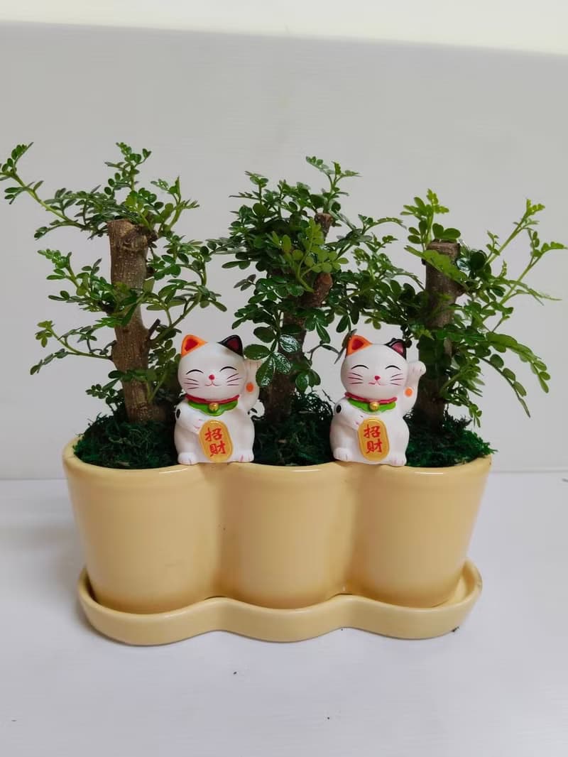 【開幕送禮首推】胡椒樹桌上型盆栽 招財貓造型開幕喬遷新居送禮