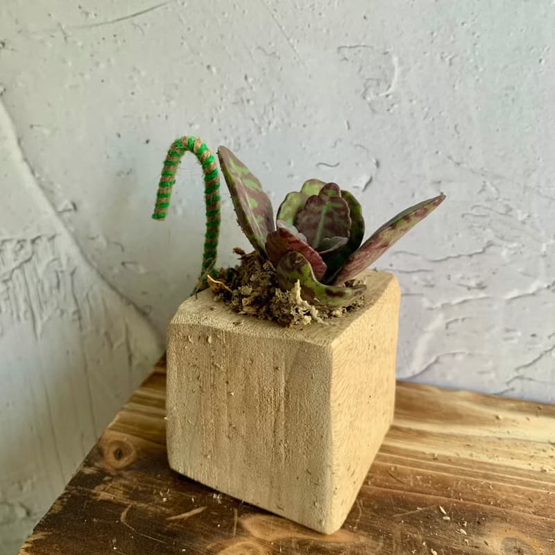 手工木作設計 盆栽擺飾 多肉植物 虎斑茄藍葉