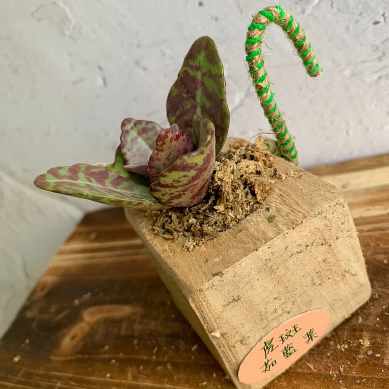 手工木作設計 盆栽擺飾 多肉植物 虎斑茄藍葉