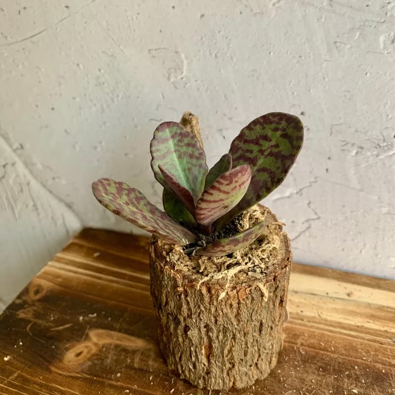 手工木作設計 盆栽擺飾 多肉植物 虎斑茄藍葉