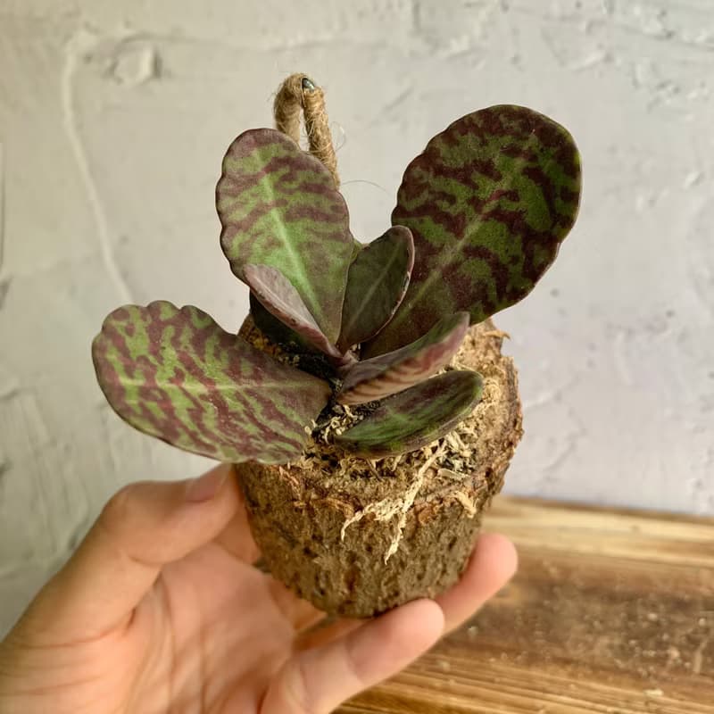 手工木作設計 盆栽擺飾 多肉植物 虎斑茄藍葉