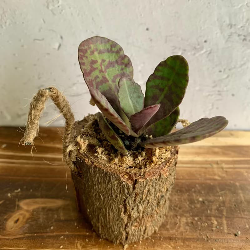 手工木作設計 盆栽擺飾 多肉植物 虎斑茄藍葉