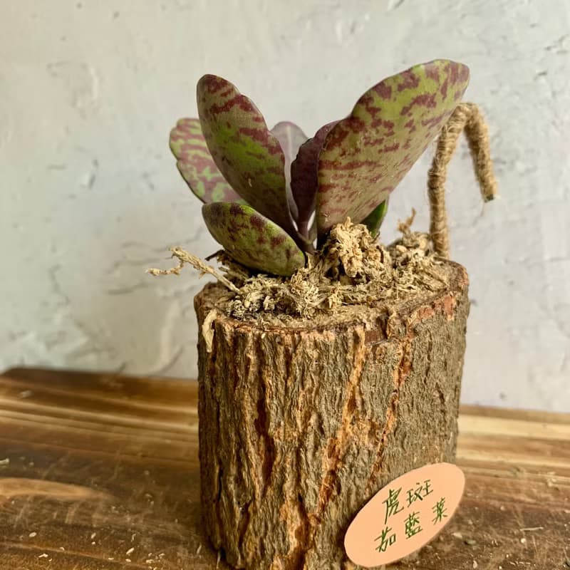 手工木作設計 盆栽擺飾 多肉植物 虎斑茄藍葉