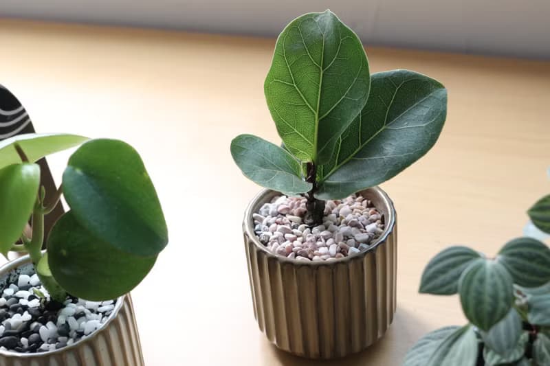 土培植栽│琴葉榕_室內植物 辦公室盆栽 店內擺設 送禮