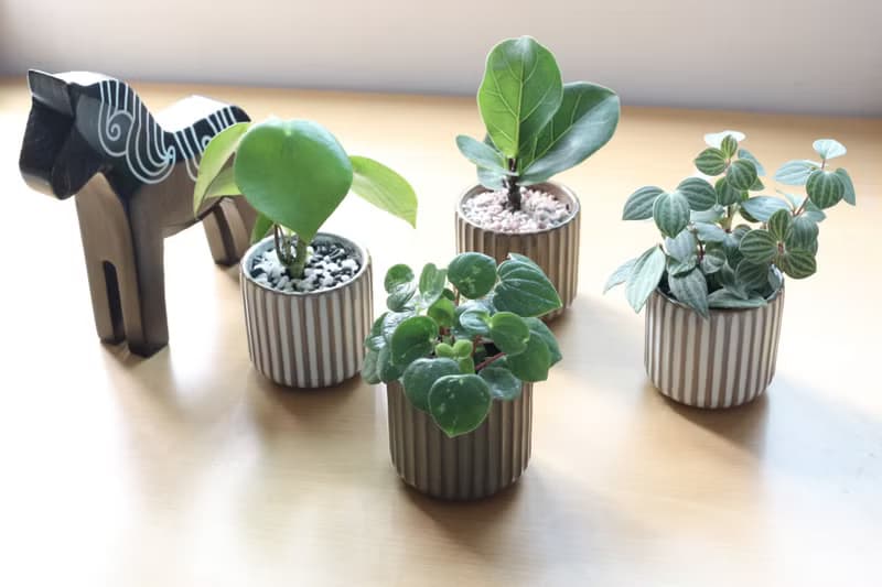 土培植栽│琴葉榕_室內植物 辦公室盆栽 店內擺設 送禮
