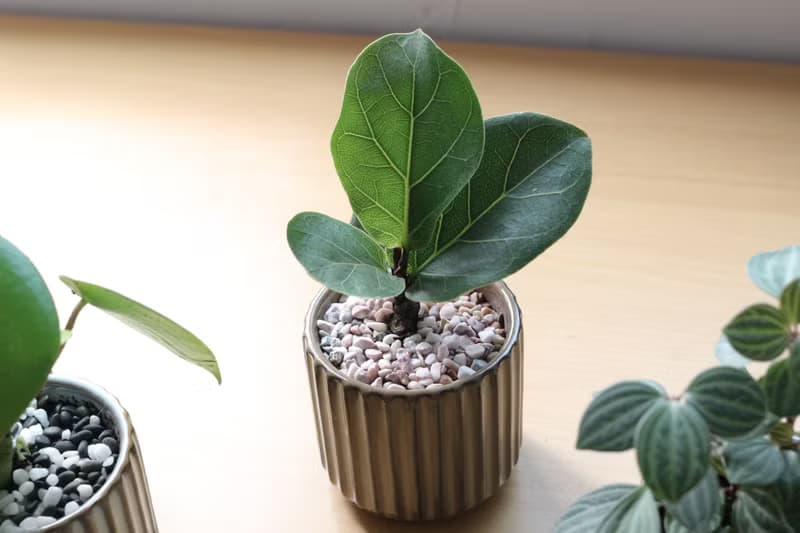 土培植栽│琴葉榕_室內植物 辦公室盆栽 店內擺設 送禮