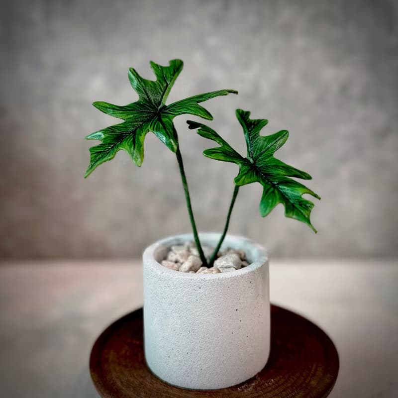 傑克林觀音蓮－手工革製小盆栽 送禮