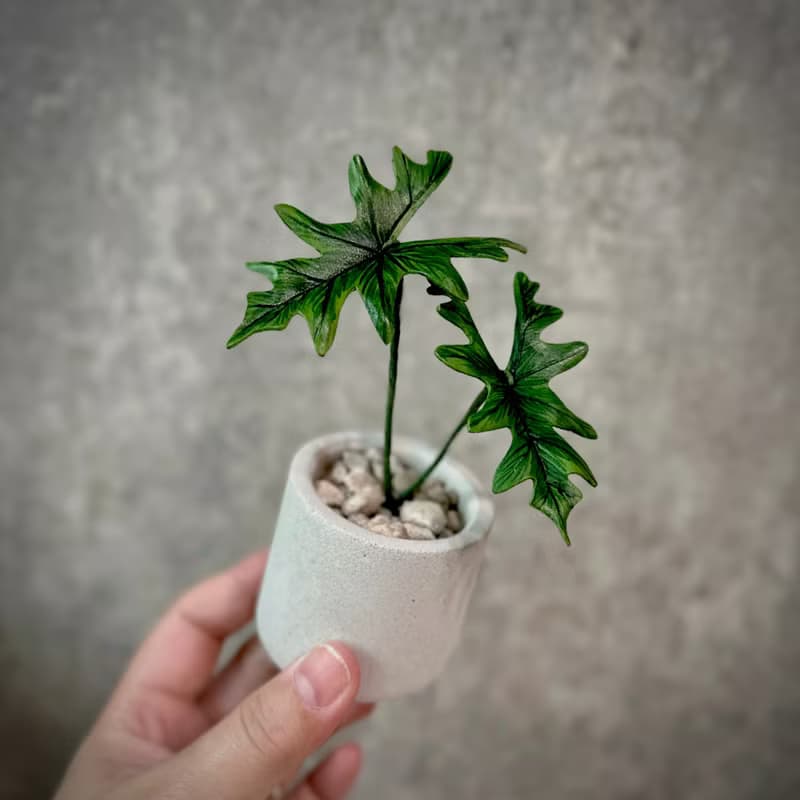 傑克林觀音蓮－手工革製小盆栽 送禮