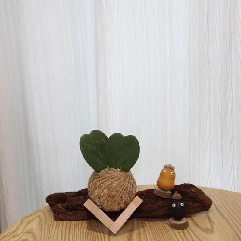 |心型球蘭苔球| 贈送塑膠底座 / 植男人紳 手作苔球