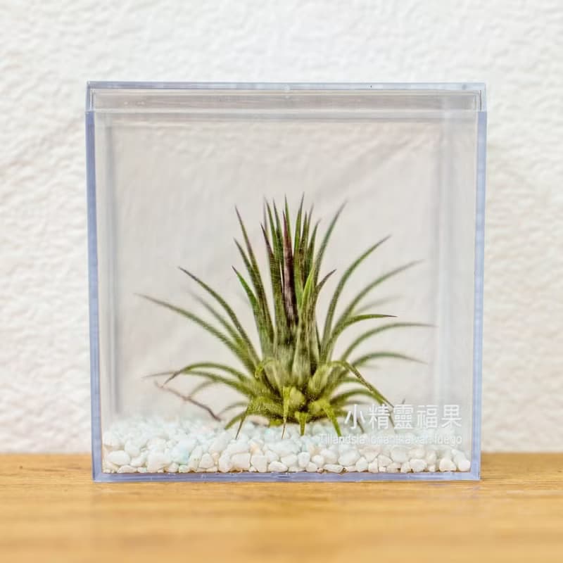 壓克力空氣鳳梨展示盒 辦公室植物 無土植物 懶人植物