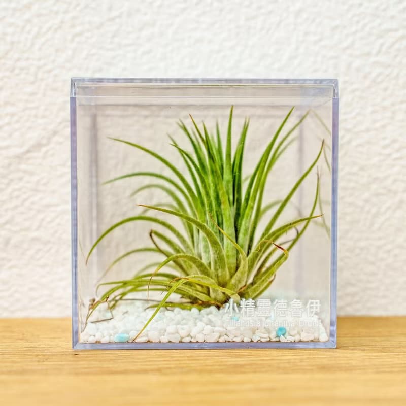 壓克力空氣鳳梨展示盒 辦公室植物 無土植物 懶人植物