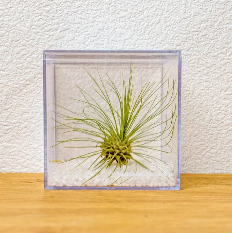 壓克力空氣鳳梨展示盒 辦公室植物 無土植物 懶人植物