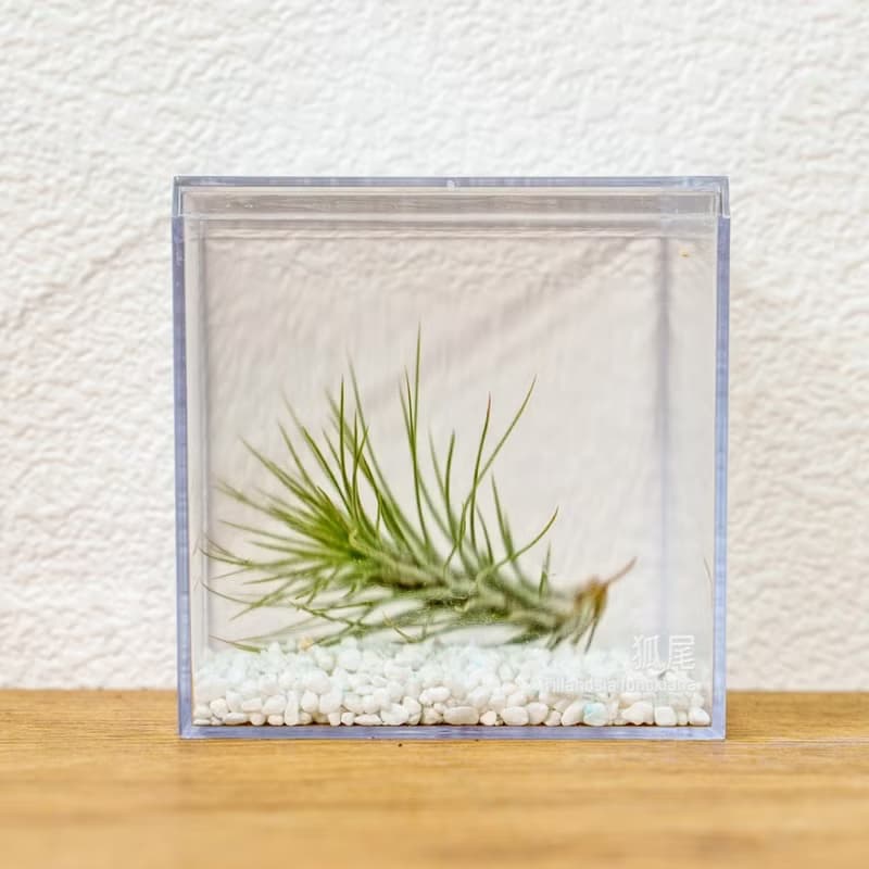 壓克力空氣鳳梨展示盒 辦公室植物 無土植物 懶人植物