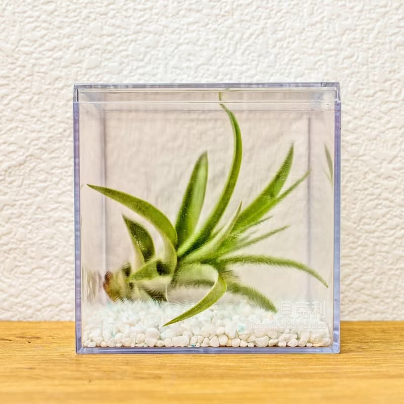 壓克力空氣鳳梨展示盒 辦公室植物 無土植物 懶人植物