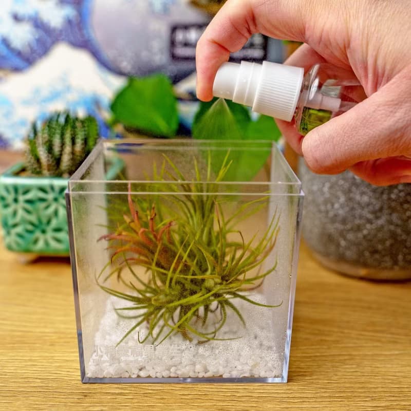 壓克力空氣鳳梨展示盒 辦公室植物 無土植物 懶人植物