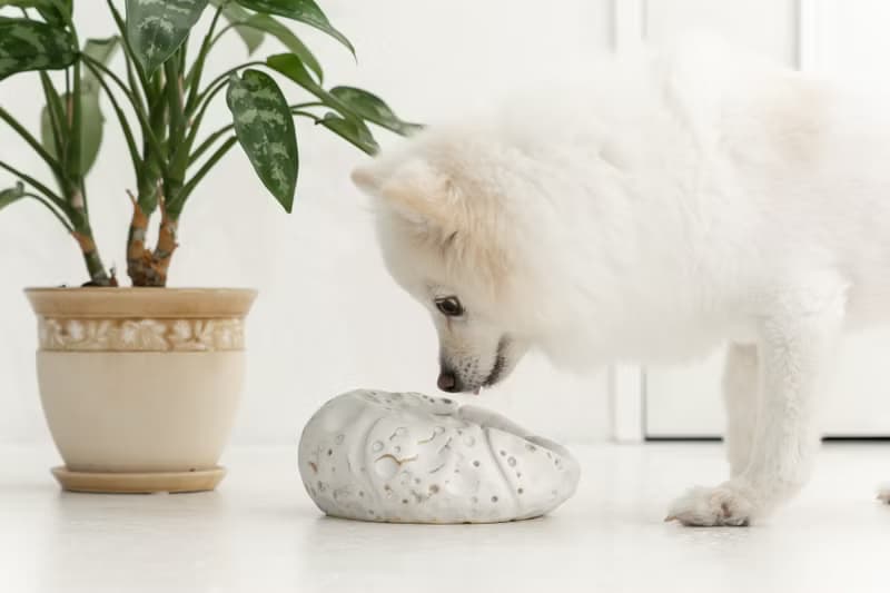 Pumpkin pet bowl  ペットボウル　食器スタンド　小型犬　中型犬　ネコ　陶器