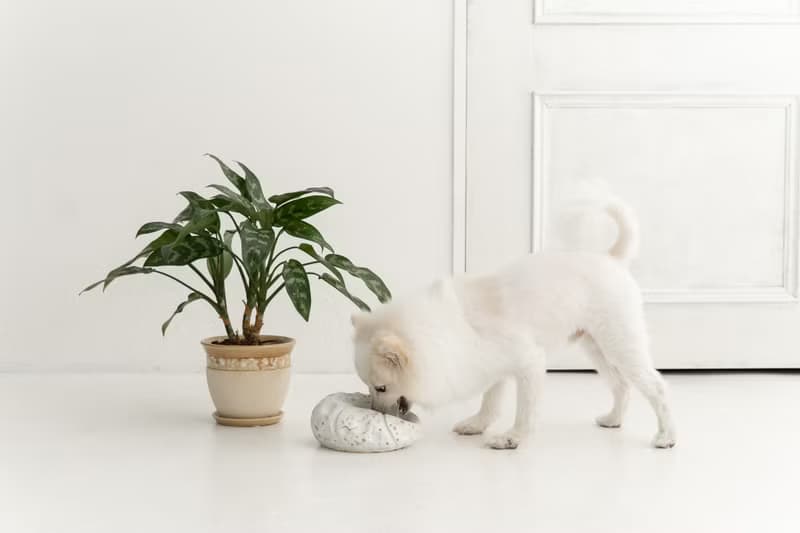Pumpkin pet bowl  ペットボウル　食器スタンド　小型犬　中型犬　ネコ　陶器