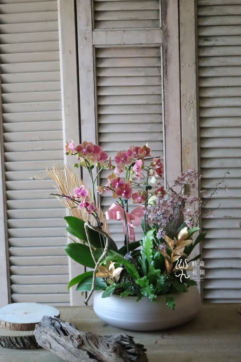 春節商品-財蛇爺蘭花組盆-春節送禮 新年送禮 新春送花