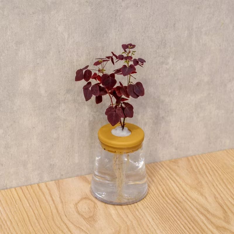 小紅楓酢漿草 三角水耕盆栽 室內植物 觀葉植物 禮物 水培