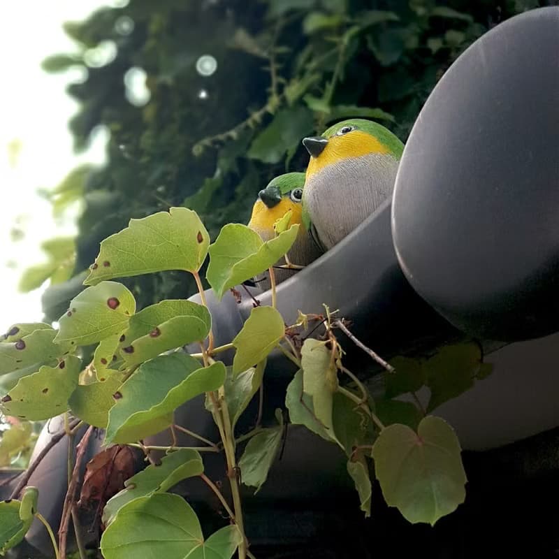 療癒圓滾滾系列-綠繡眼(Japanese white-eye)