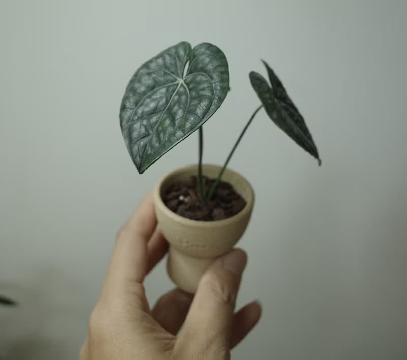 奢華火鶴盆栽 絕版作品 僅此一件