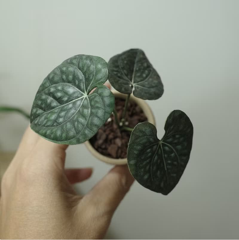 奢華火鶴盆栽 絕版作品 僅此一件