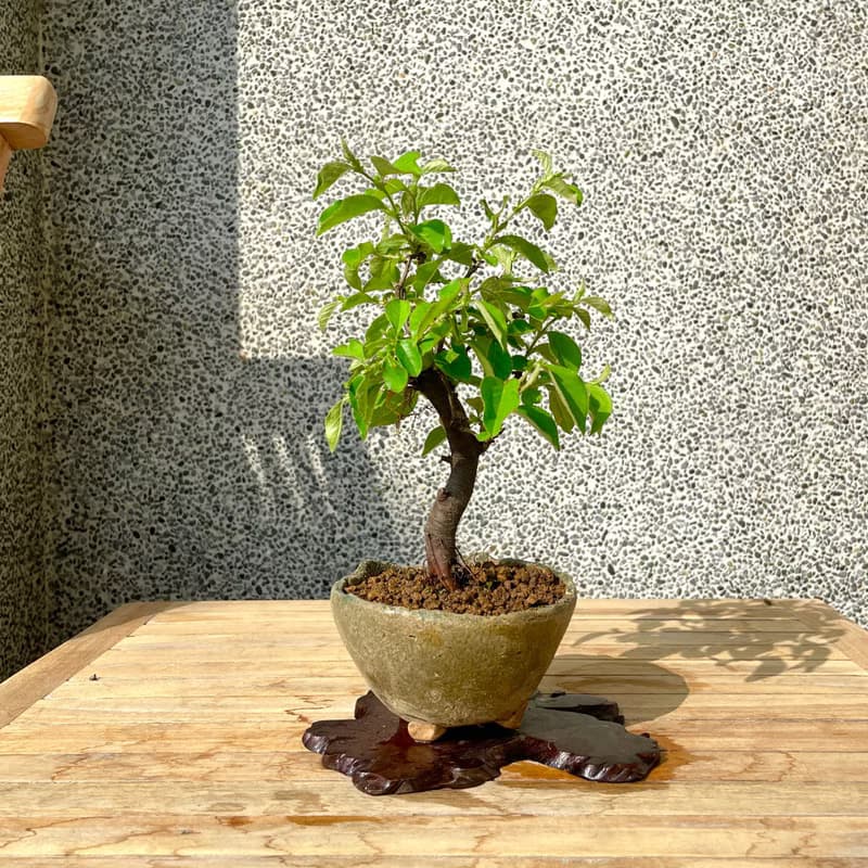 小品盆栽-日本花梨 盆景 送禮
