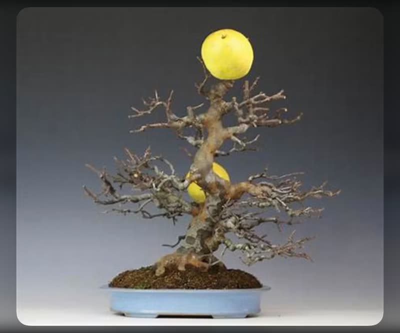 小品盆栽-日本花梨 盆景 送禮