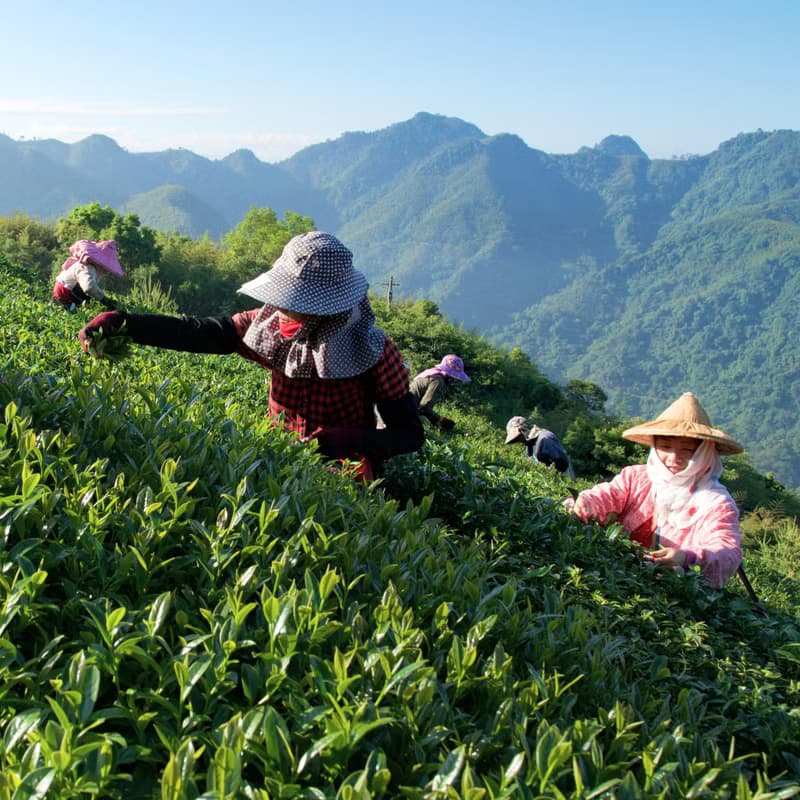【獨家限定】 迷你小福袋 阿里山四季茶禮