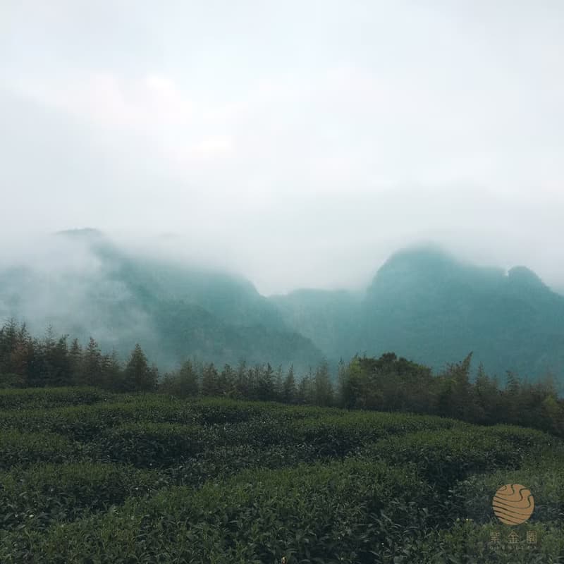 【獨家限定】 迷你小福袋 阿里山四季茶禮