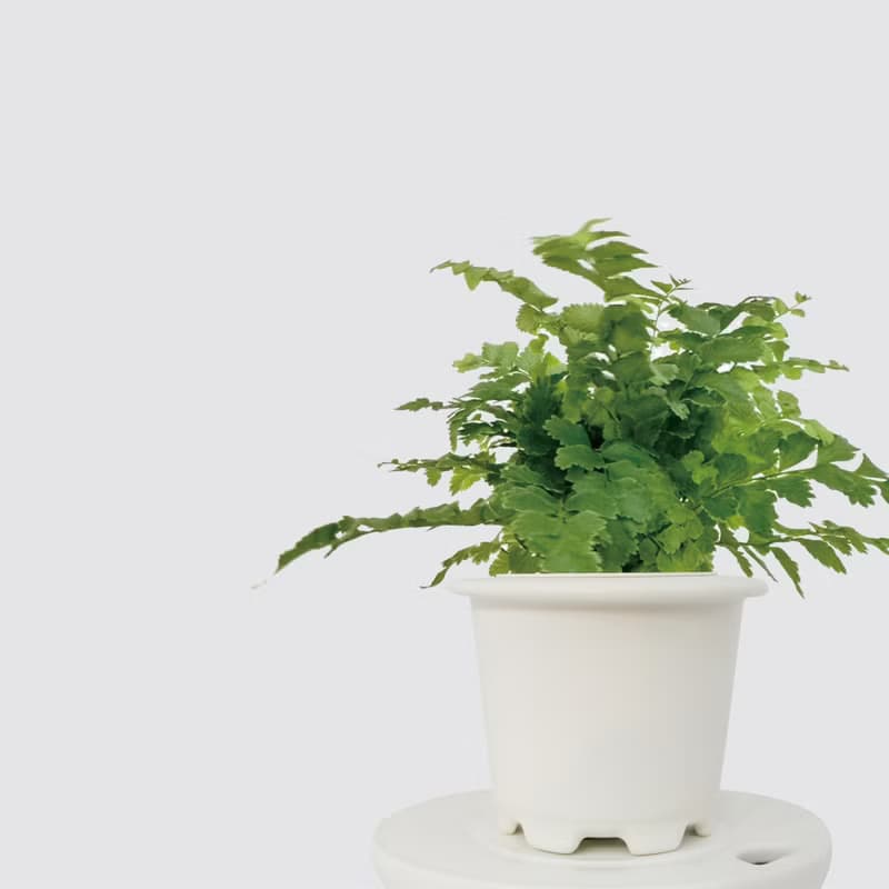 │ 窯瓷系列 │ 澎湖蕨 -  空氣淨化 蕨類 瓷器 水耕盆栽