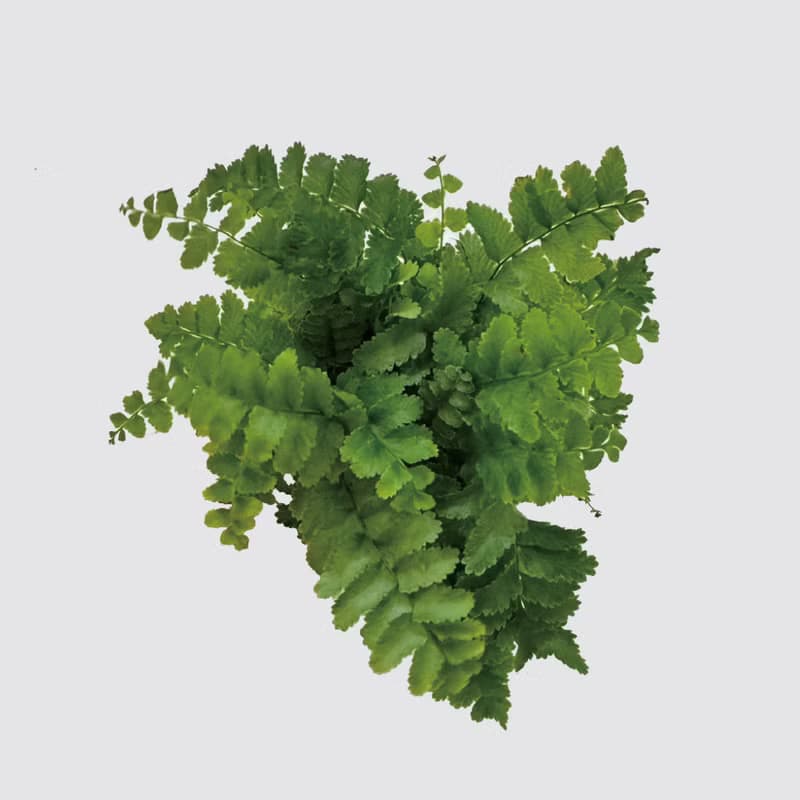 │ 窯瓷系列 │ 澎湖蕨 -  空氣淨化 蕨類 瓷器 水耕盆栽