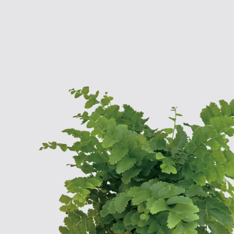 │ 窯瓷系列 │ 澎湖蕨 -  空氣淨化 蕨類 瓷器 水耕盆栽