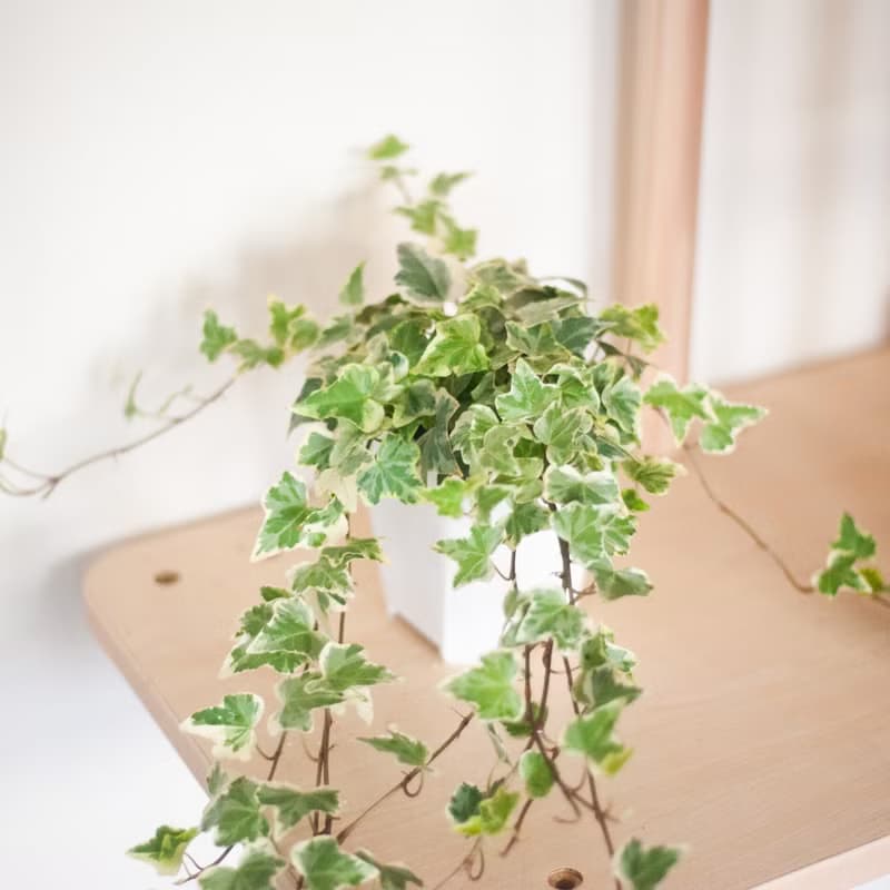 斑葉常春藤 | 耐陰植栽 | 居家佈置 | 辦公室盆栽