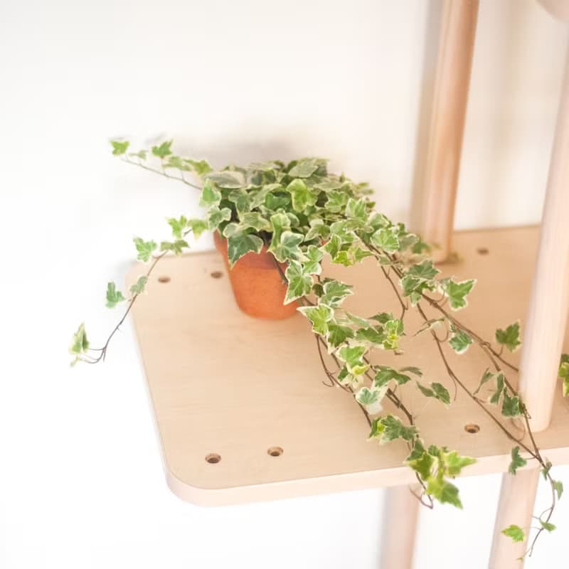 斑葉常春藤 | 耐陰植栽 | 居家佈置 | 辦公室盆栽