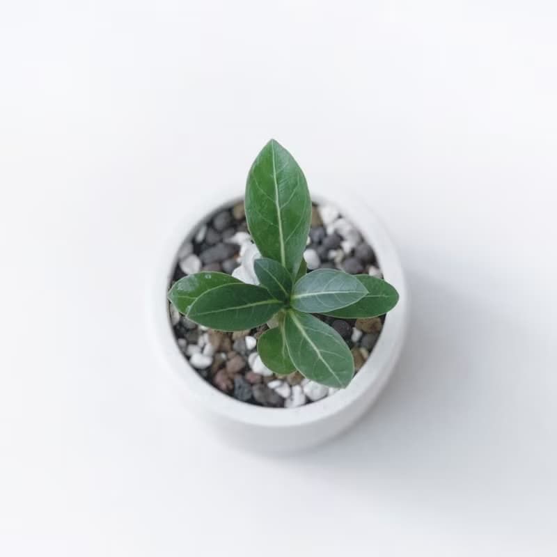 (現貨) 贈小機器人 讓我為你遮風擋雨 沙漠玫瑰圓形水泥多肉植栽