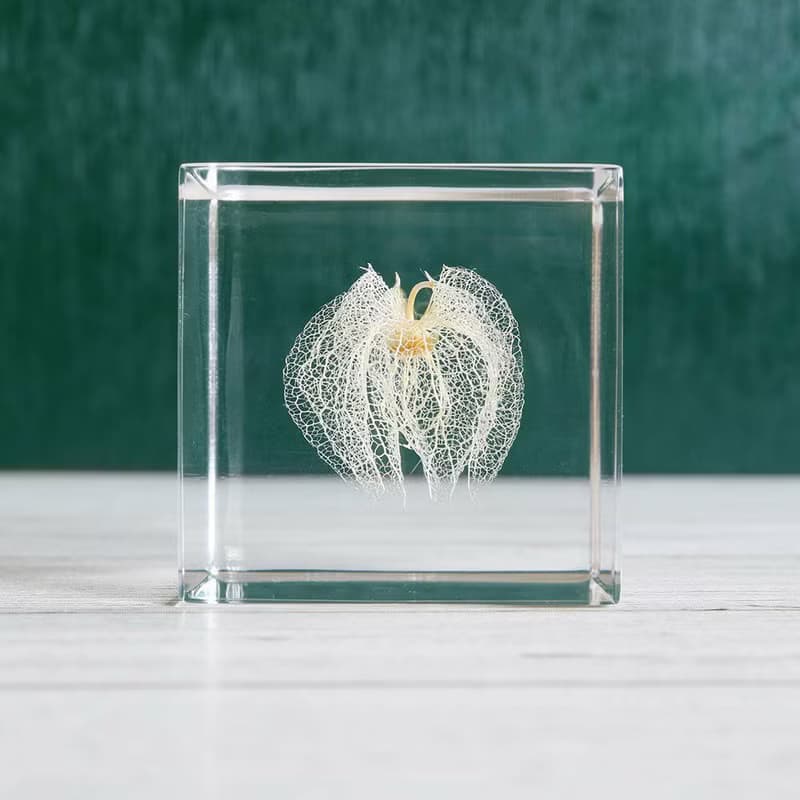 Sola cube 黑酸漿立方塊_心思細膩
